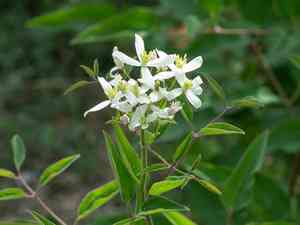 Ground virgin's bower(Clematis recta)