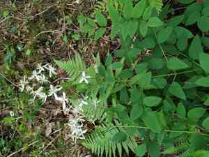 Ground virgin's bower(Clematis recta)