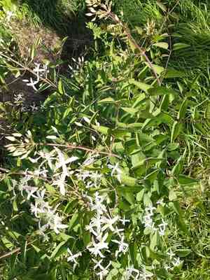 Ground virgin's bower(Clematis recta)