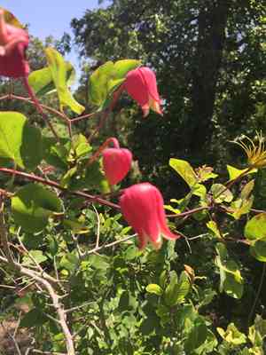 Scarlet leather flower(Clematis texensis)