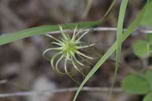Scarlet leather flower(Clematis texensis)