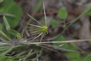 Scarlet leather flower(Clematis texensis)