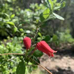 Scarlet leather flower(Clematis texensis)