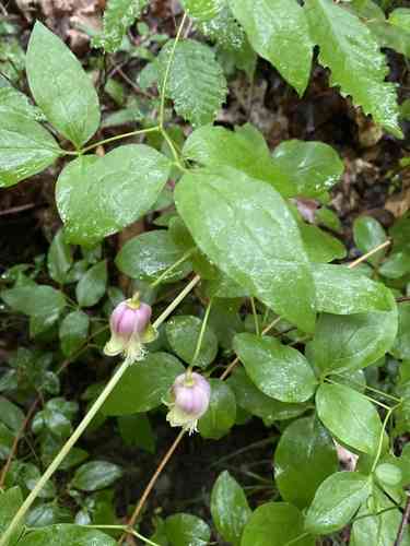 Vasevine(Clematis viorna)
