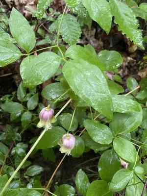 Vasevine(Clematis viorna)
