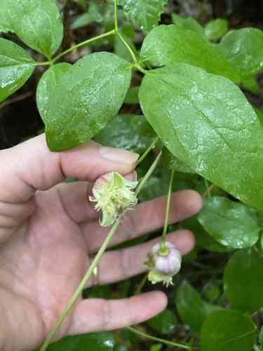 Vasevine(Clematis viorna)