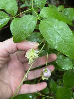 Vasevine(Clematis viorna)
