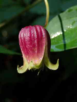 Vasevine(Clematis viorna)