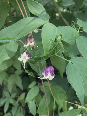Vasevine(Clematis viorna)