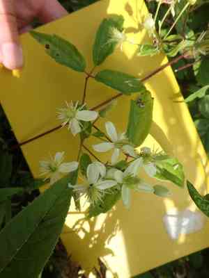Devil's darning needles(Clematis virginiana)