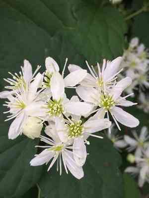 Devil's darning needles(Clematis virginiana)