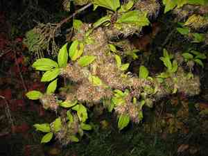 Devil's darning needles(Clematis virginiana)