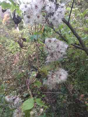 Devil's darning needles(Clematis virginiana)