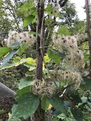 Devil's darning needles(Clematis virginiana)