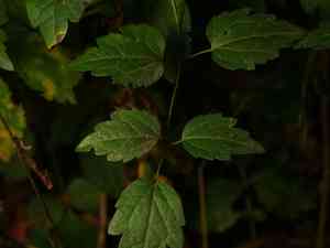 Old man's beard(Clematis vitalba)