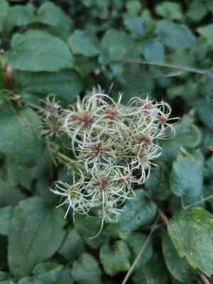 Old man's beard(Clematis vitalba)