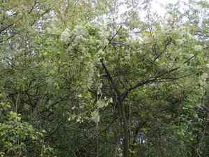 Old man's beard(Clematis vitalba)