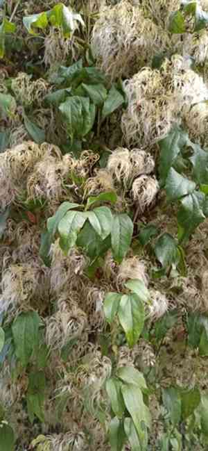 Old man's beard(Clematis vitalba)