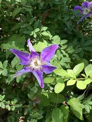 Clematis (Clematis)(Clematis)