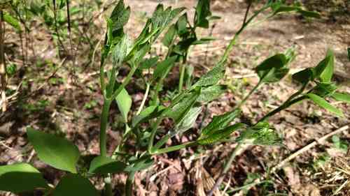 Clematis (Clematis)(Clematis)