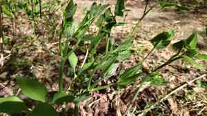 Clematis (Clematis)(Clematis)