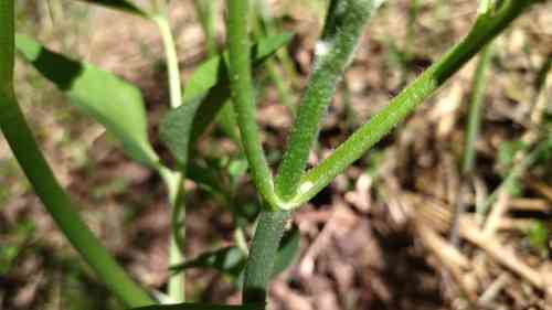 Clematis (Clematis)(Clematis)