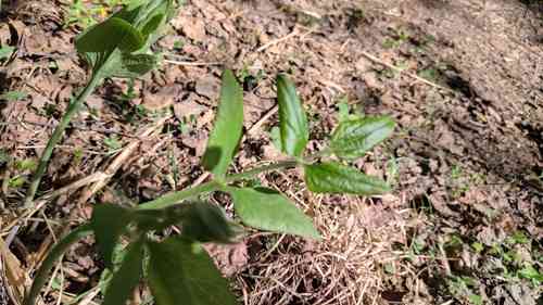 Clematis (Clematis)(Clematis)