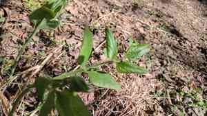 Clematis (Clematis)(Clematis)