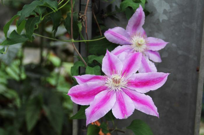 Clematis (Clematis)