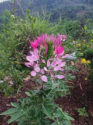 Cleome houtteana(Cleome houtteana)