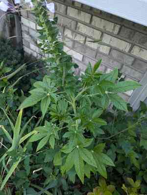 Cleome houtteana(Cleome houtteana)