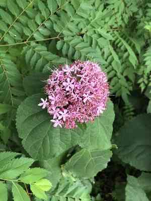 Rose glory bower(Clerodendrum bungei)