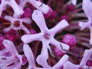 Rose glory bower(Clerodendrum bungei)