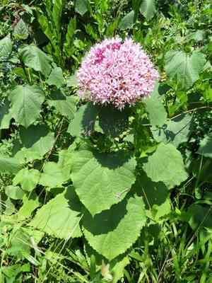 Rose glory bower(Clerodendrum bungei)