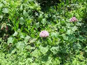 Rose glory bower(Clerodendrum bungei)