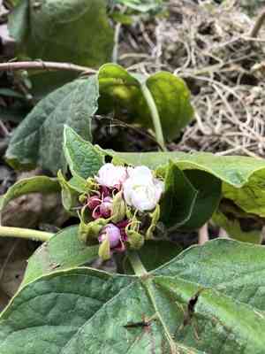 Glory-bower(Clerodendrum chinense)