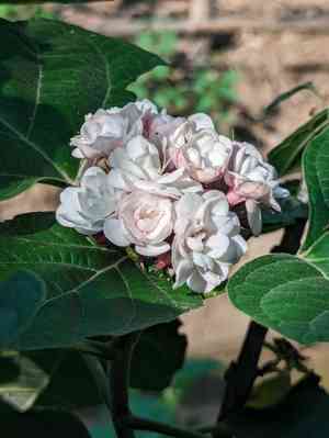 Glory-bower(Clerodendrum chinense)