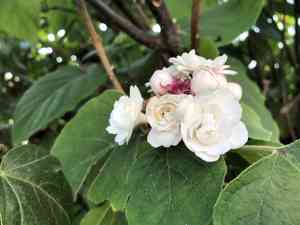 Glory-bower(Clerodendrum chinense)
