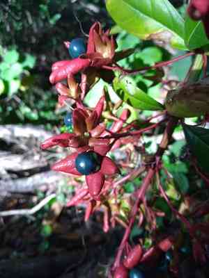 Turk's turbin(Clerodendrum indicum)