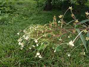Turk's turbin(Clerodendrum indicum)