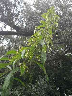 Turk's turbin(Clerodendrum indicum)