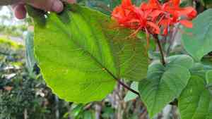 Flaming glory bower(Clerodendrum speciosissimum)