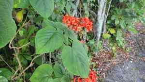 Flaming glory bower(Clerodendrum speciosissimum)