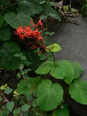 Flaming glory bower(Clerodendrum speciosissimum)