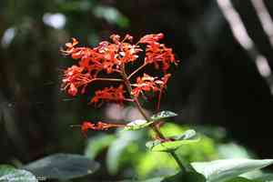 Flaming glory bower(Clerodendrum speciosissimum)