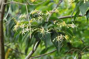 Harlequin glorybower(Clerodendrum trichotomum)