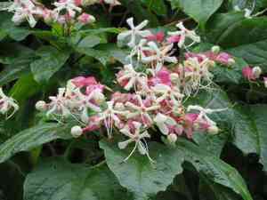 Harlequin glorybower(Clerodendrum trichotomum)
