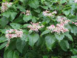 Harlequin glorybower(Clerodendrum trichotomum)