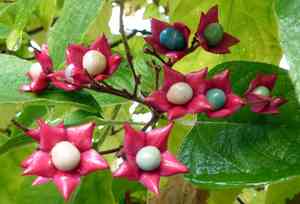 Harlequin glorybower(Clerodendrum trichotomum)