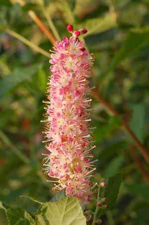 Clethra (Clethra)(Clethra)